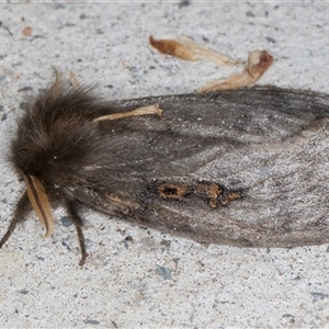 Leptocneria reducta at Melba, ACT - 2 Nov 2024 10:47 PM