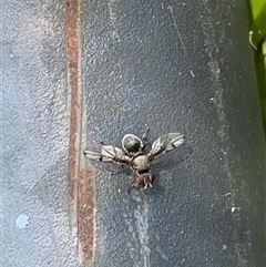 Pogonortalis doclea (Boatman fly) at Box Hill North, VIC - 5 Nov 2024 by AutumnLeaf