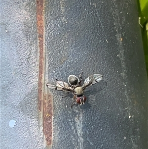 Pogonortalis doclea at Box Hill North, VIC - suppressed