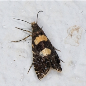 Glyphipterix chrysoplanetis at Melba, ACT - 3 Nov 2024