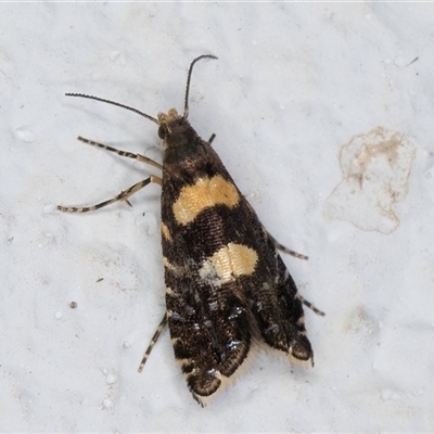 Glyphipterix chrysoplanetis (A Sedge Moth) at Melba, ACT - 3 Nov 2024 by kasiaaus