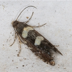 Glyphipterix chrysoplanetis at Melba, ACT - 3 Nov 2024