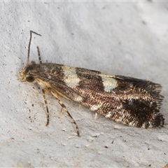 Glyphipterix chrysoplanetis at Melba, ACT - 3 Nov 2024