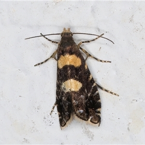 Glyphipterix chrysoplanetis at Melba, ACT - 3 Nov 2024