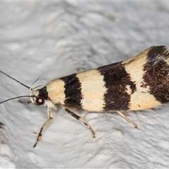 Lichenaula arisema (A Xyloryctine moth) at Melba, ACT - 3 Nov 2024 by kasiaaus