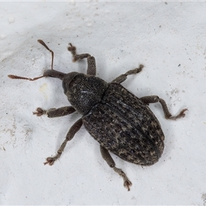 Melanterius maculatus at Melba, ACT - 3 Nov 2024 09:10 PM