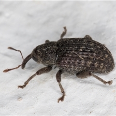 Melanterius maculatus at Melba, ACT - 3 Nov 2024 09:10 PM