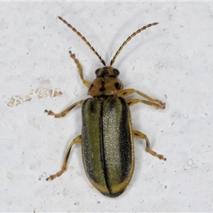 Xanthogaleruca luteola at Melba, ACT - 3 Nov 2024