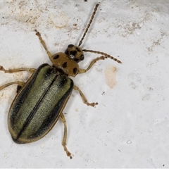 Xanthogaleruca luteola at Melba, ACT - 3 Nov 2024 09:14 PM