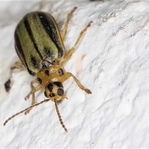 Xanthogaleruca luteola at Melba, ACT - 3 Nov 2024