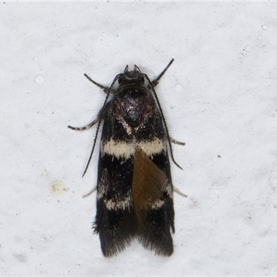 Crossophora semiota (A Concealer moth) at Melba, ACT - 3 Nov 2024 by kasiaaus