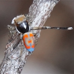 Maratus pavonis (Dunn's peacock spider) at Hall, ACT - 5 Nov 2024 by Anna123