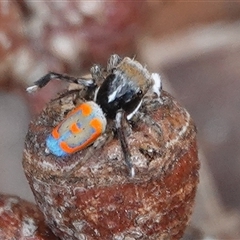 Maratus pavonis at Hall, ACT - 5 Nov 2024