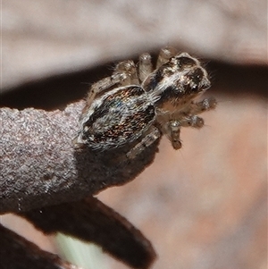 Maratus pavonis at Hall, ACT - 5 Nov 2024