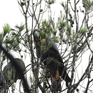 Calyptorhynchus lathami lathami (Glossy Black-Cockatoo) at Berrima, NSW by GlossyGal