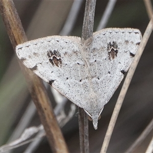 Dichromodes estigmaria at Hall, ACT - 5 Nov 2024