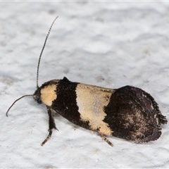 Eupselia axiepaena (A Twig moth) at Melba, ACT - 3 Nov 2024 by kasiaaus