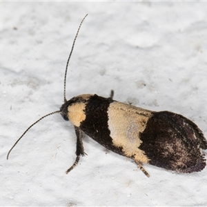 Eupselia axiepaena at Melba, ACT - 3 Nov 2024 09:16 PM