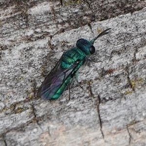 Chrysididae (family) at Hall, ACT - 4 Nov 2024