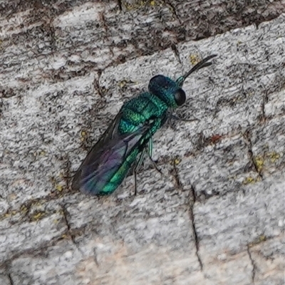 Chrysididae (family) (Cuckoo wasp or Emerald wasp) at Hall, ACT - 4 Nov 2024 by Anna123