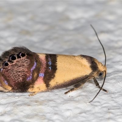 Eupselia satrapella and similar species (An Hypertrophid moth) at Melba, ACT - 3 Nov 2024 by kasiaaus