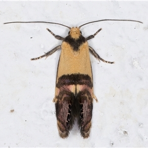 Eupselia satrapella and similar species at Melba, ACT - 3 Nov 2024 09:22 PM