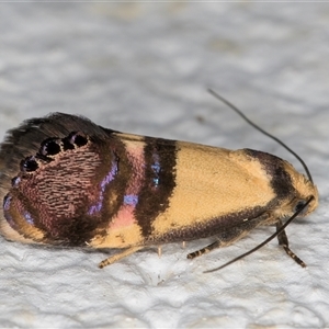 Eupselia satrapella and similar species at Melba, ACT - 3 Nov 2024 09:22 PM