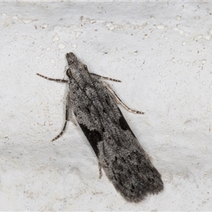 Anarsia molybdota at Melba, ACT - 3 Nov 2024