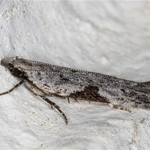 Anarsia molybdota at Melba, ACT - 3 Nov 2024