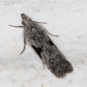 Anarsia molybdota at Melba, ACT - 3 Nov 2024