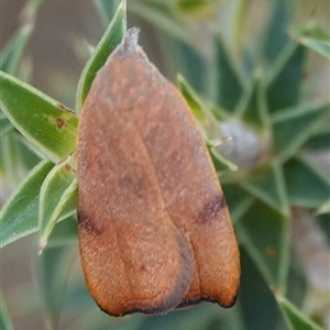 Tortricopsis uncinella at Hall, ACT - 4 Nov 2024