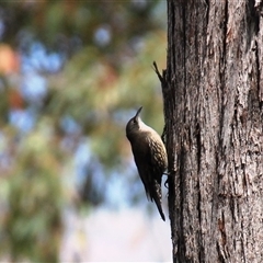 Cormobates leucophaea (White-throated Treecreeper) at Acton, ACT - 7 Oct 2024 by Jennybach