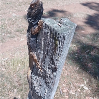 Pogona barbata (Eastern Bearded Dragon) at Symonston, ACT - 5 Nov 2024 by CallumBraeRuralProperty