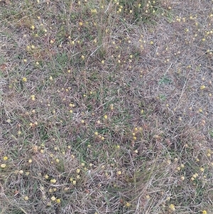 Trifolium campestre at Symonston, ACT - 4 Nov 2024