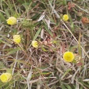 Trifolium campestre at Symonston, ACT - 4 Nov 2024