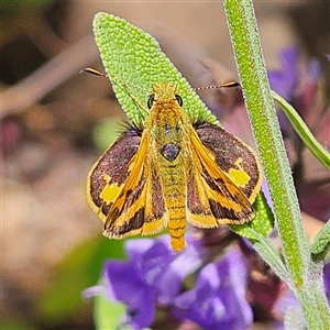 Ocybadistes walkeri at Fyshwick, ACT - 5 Nov 2024