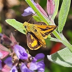 Ocybadistes walkeri at Fyshwick, ACT - 5 Nov 2024