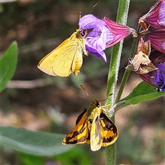 Ocybadistes walkeri at Fyshwick, ACT - 5 Nov 2024