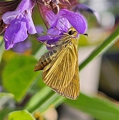 Ocybadistes walkeri at Fyshwick, ACT - 5 Nov 2024