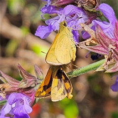 Ocybadistes walkeri at Fyshwick, ACT - 5 Nov 2024