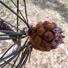 Harmonia conformis at Acton, ACT - 24 Sep 2024 01:53 PM