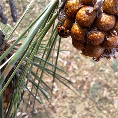Harmonia conformis at Acton, ACT - 24 Sep 2024 01:53 PM