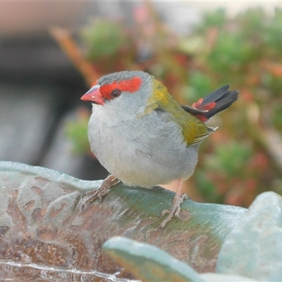 Neochmia temporalis (Red-browed Finch) at Symonston, ACT - 22 Sep 2024 by CallumBraeRuralProperty