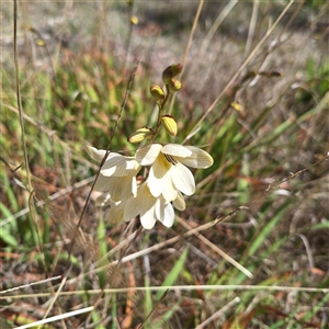 Freesia leichtlinii subsp. leichtlinii x Freesia leichtlinii subsp. alba at Acton, ACT - 9 Oct 2024