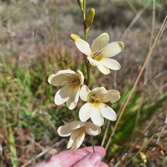 Freesia leichtlinii subsp. leichtlinii x Freesia leichtlinii subsp. alba at Acton, ACT - 9 Oct 2024