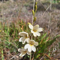 Freesia leichtlinii subsp. leichtlinii x Freesia leichtlinii subsp. alba at Acton, ACT - 9 Oct 2024