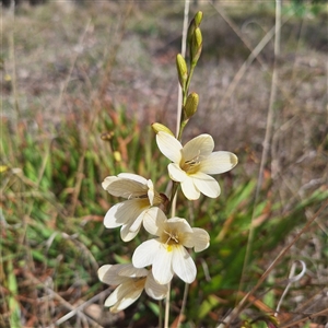 Freesia leichtlinii subsp. leichtlinii x Freesia leichtlinii subsp. alba at Acton, ACT - 9 Oct 2024 01:46 PM