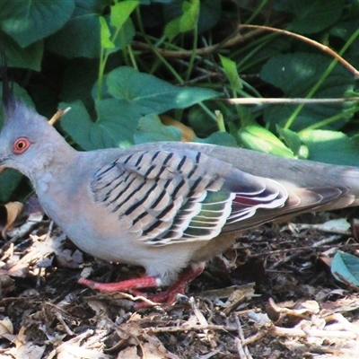 Ocyphaps lophotes (Crested Pigeon) at Higgins, ACT - 20 Oct 2024 by Jennybach