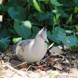 Ocyphaps lophotes at Higgins, ACT - 20 Oct 2024