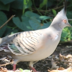 Ocyphaps lophotes at Higgins, ACT - 20 Oct 2024